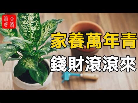 萬年青風水禁忌|【萬年青風水禁忌】小心！萬年青擺放犯禁忌恐招破。